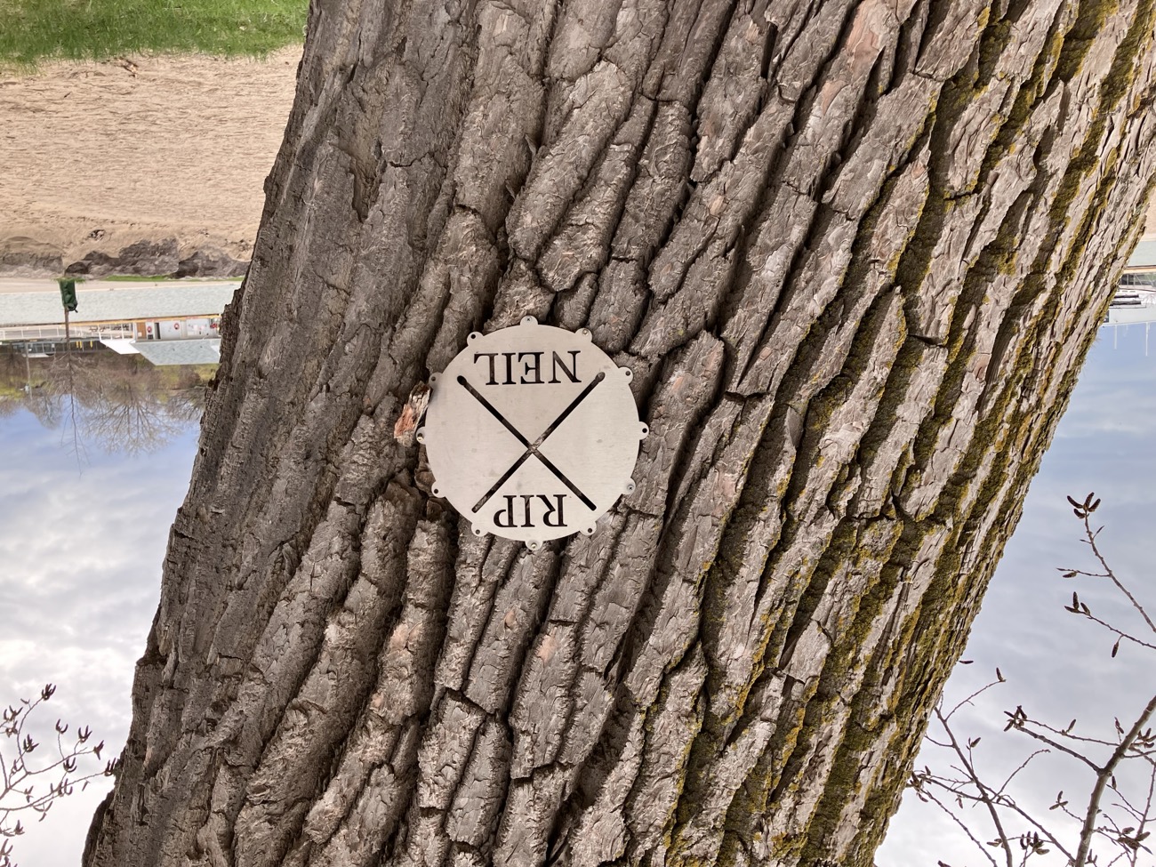A small metal plaque shaped like a drumhead reading RIP NEIL with crossed drumsticks, bolted to a tree beside a beach.